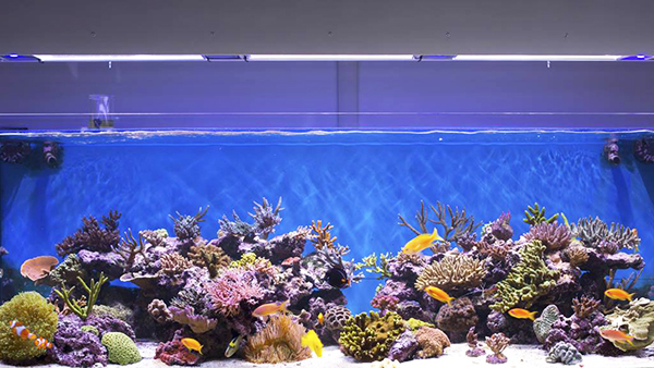 川瑾增氧機(jī)在水族箱養(yǎng)殖行業(yè)的應(yīng)用案例